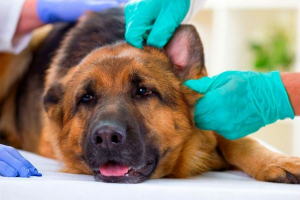 Hogyan ismerjük fel staphylococcus egy kutyát?